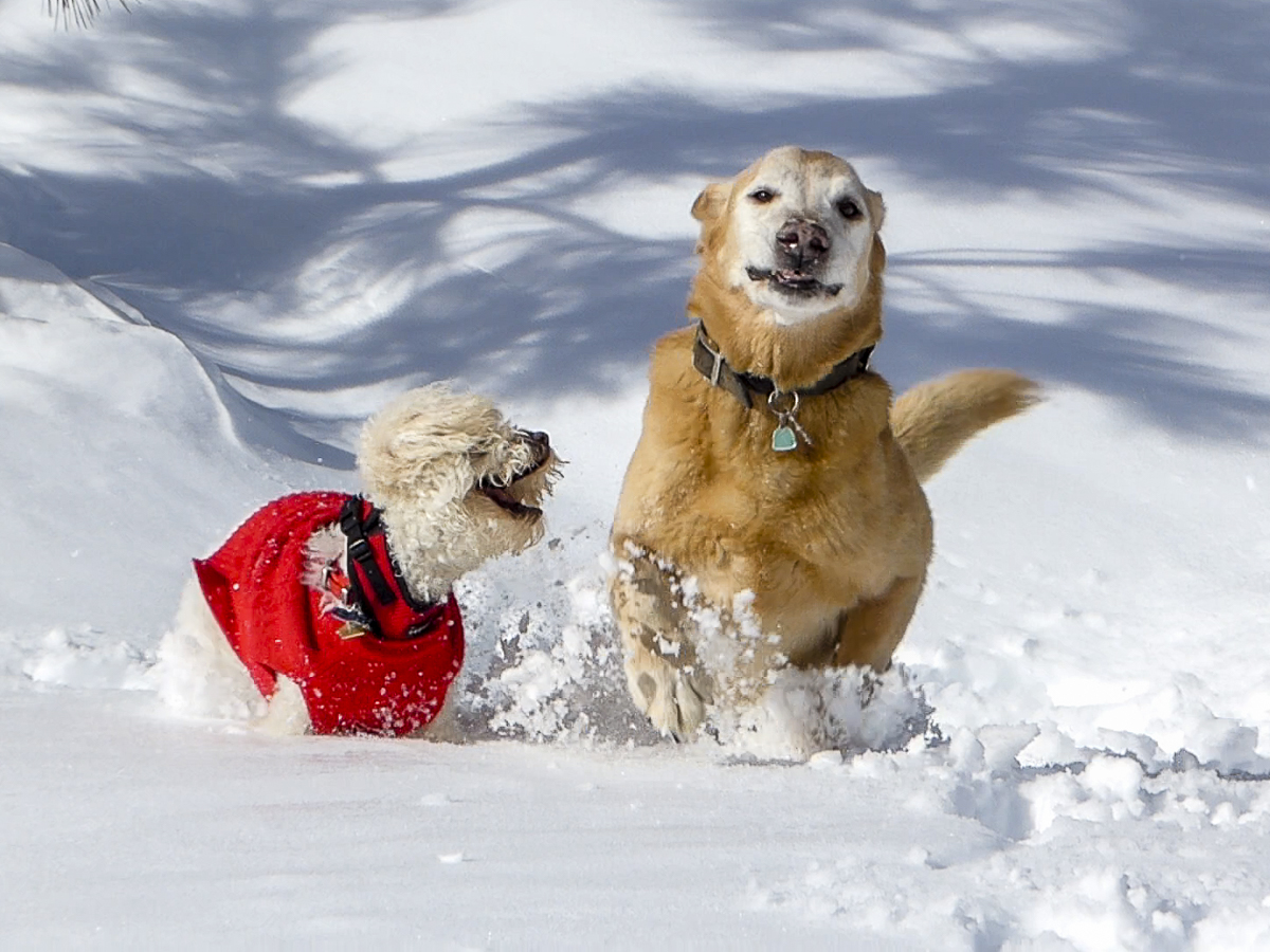 dogs snow play